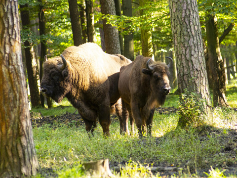 “Only Belarus Has Growing Populations of Bison, Lynx, and Bears.” MP Gigin Claim Factchecked