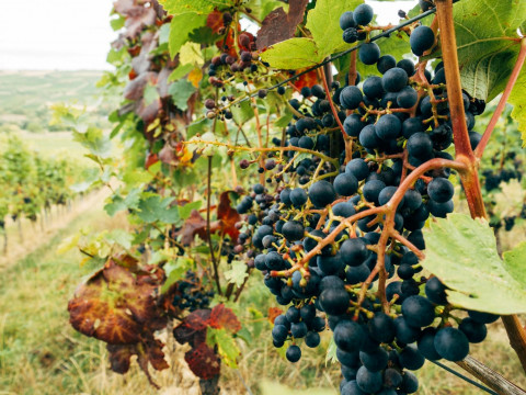 “Europe doesn’t want them”: is it true the EU refuses to buy Moldovan wine and fruit?
