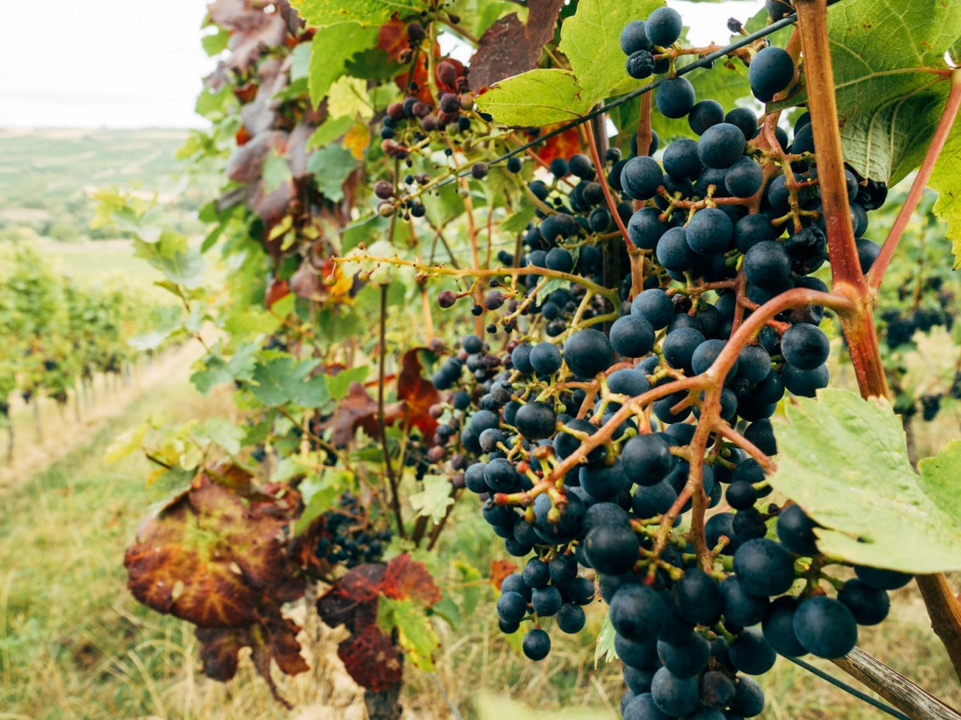 “Europe doesn’t want them”: is it true the EU refuses to buy Moldovan wine and fruit?