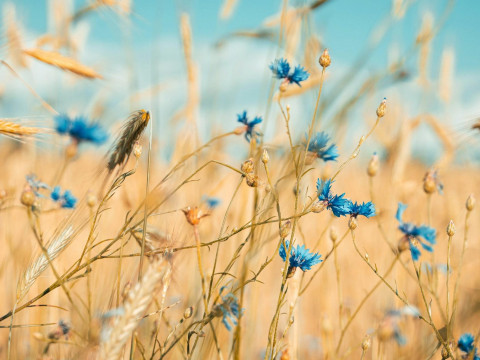 "The situation changed fundamentally." How SB. Belarus Segodnya credited Lukashenka with grain yield growth