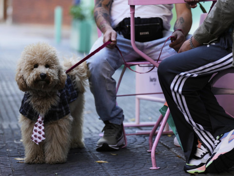 We identified two errors in News.by’s comparison of dog ownership regulations in Belarus and Europe 