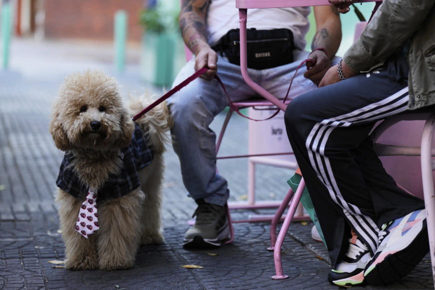 We identified two errors in News.by’s comparison of dog ownership regulations in Belarus and Europe 