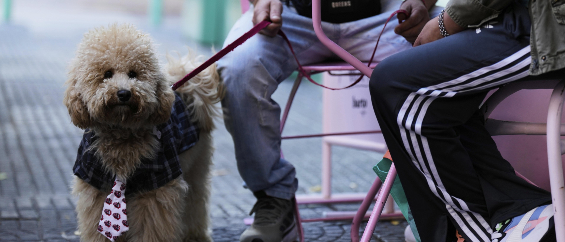 We identified two errors in News.by’s comparison of dog ownership regulations in Belarus and Europe