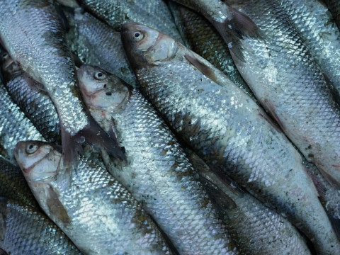 “We’ll be fed...” Why the state media’s conclusions about the success of Belarusian fish farming are misleading
