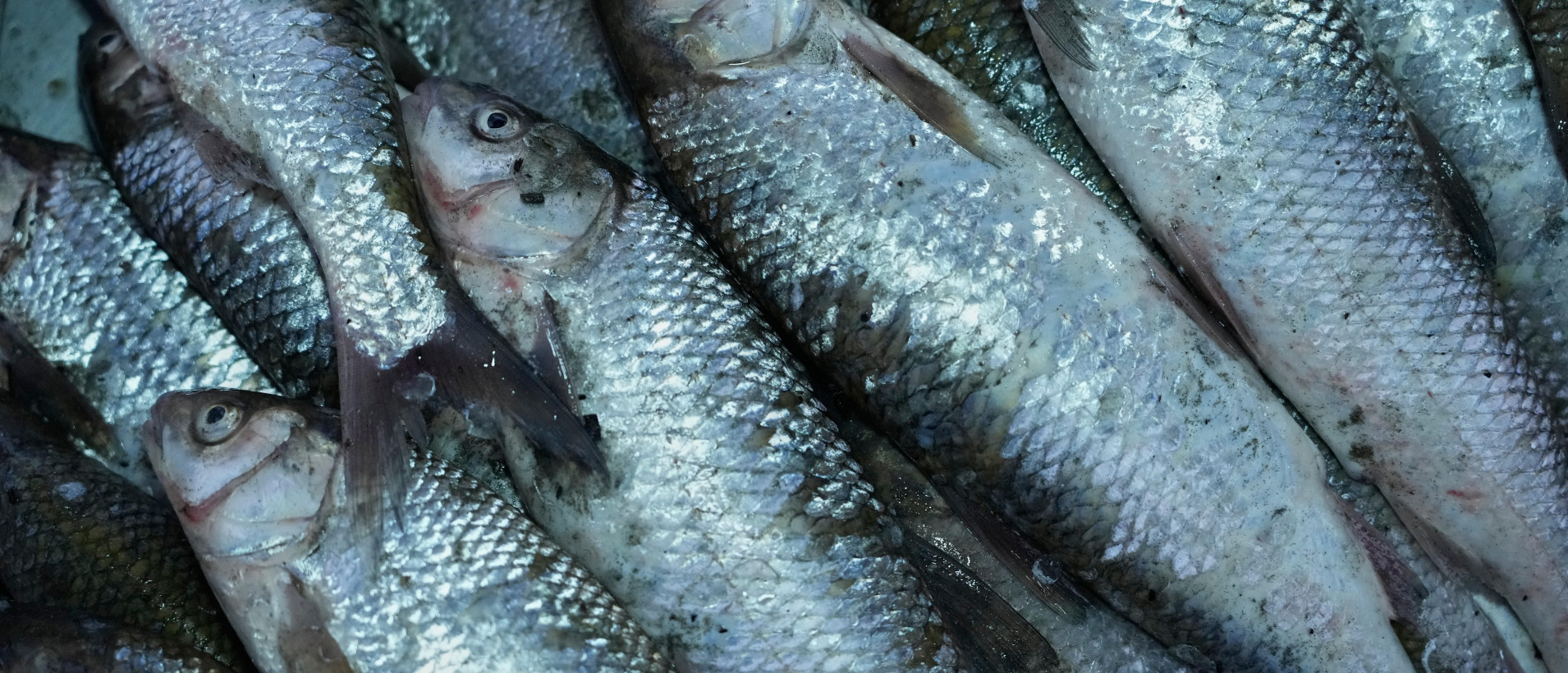 “We’ll be fed...” Why the state media’s conclusions about the success of Belarusian fish farming are misleading