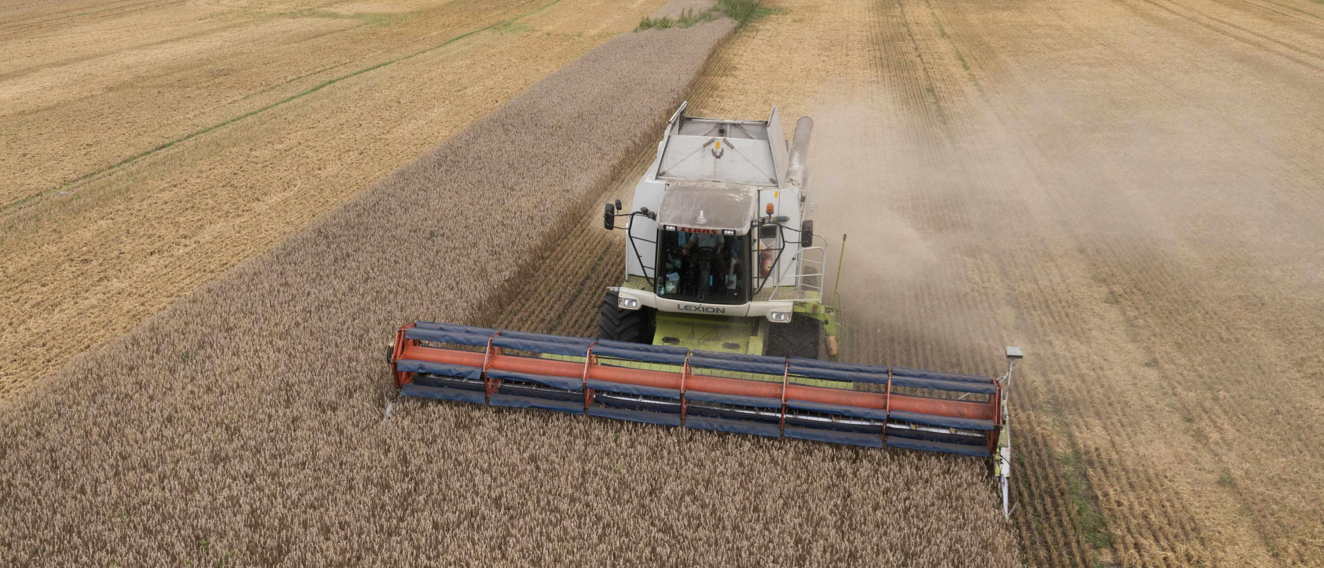 “Turned out to be a lie.” A state media expert compared the wheat harvest in Lithuania to the total grain harvest in Belarus