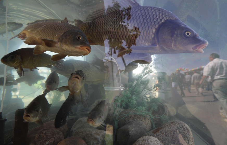 Rosļikovs used fish, which had never been subject to sanctions, as an example to argue that the sanctions had failed