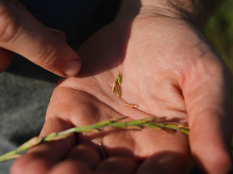 Збожжа для немцаў і французаў падаражэе ўтрая? Сыракваш транзітнае мыта Латвіі ператварыў у пагрозу еўрапейскім цэнам