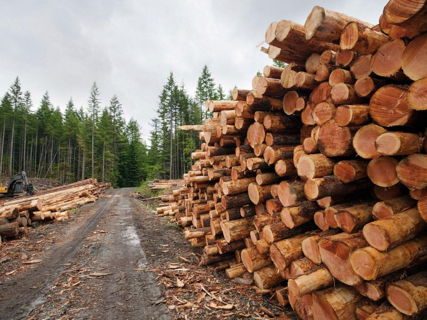 Таможня Кыргызстана начала расследование по факту продажи беларусского леса в Европу через Азию