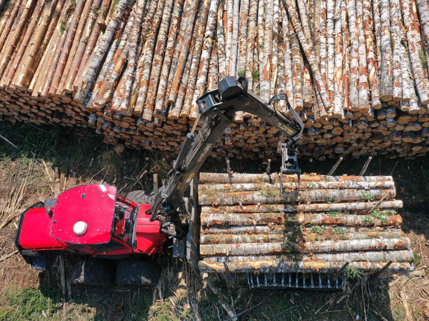 Подсанкционную беларусскую древесину, ввезенную из Азии, в Литве используют в госсекторе