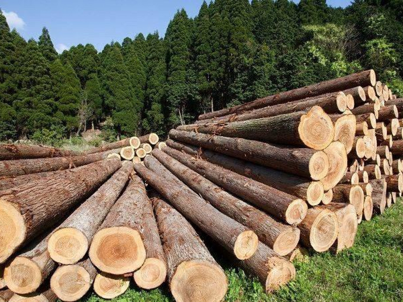 В Литву перестали поставлять древесину из Казахстана и Кыргызстана. Оттуда в ЕС попадала беларусская санкционка