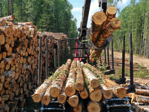 Bypassing the sanctions. Belarusian wood enters the EU under sham papers