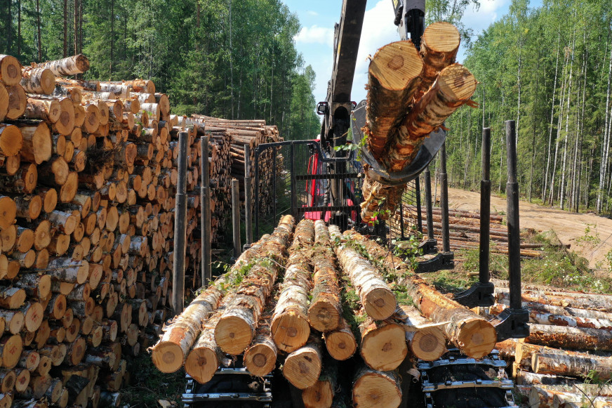 Bypassing the sanctions. Belarusian wood enters the EU under sham papers